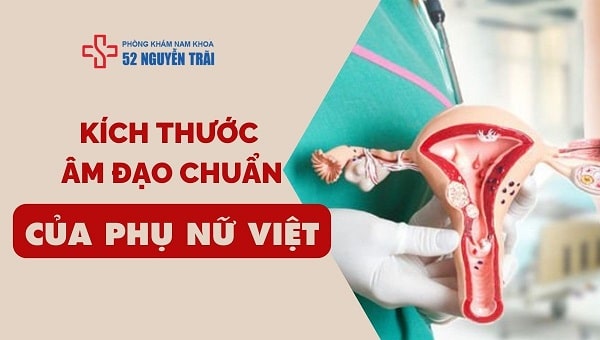 Kích thước âm đạo chuẩn của phụ nữ Việt Nam