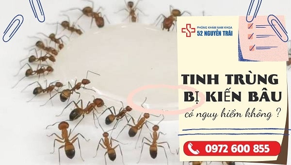 Tinh trùng bị kiến bâu có nguy hiểm không ?