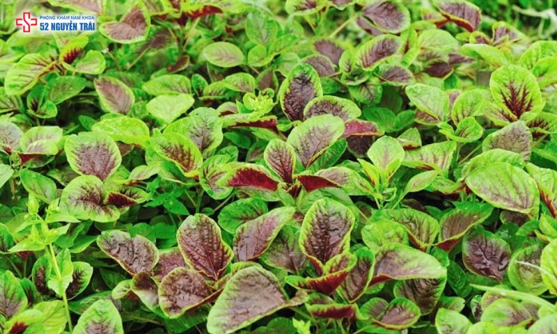 Rau dền chứa nhiều dưỡng chất quan trọng giúp bảo vệ võng mạc và cải thiện thị lực