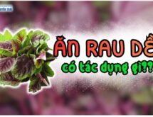 Ăn rau dền có tác dụng gì?